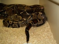 BoaxpythonbreedingAugust2005002.jpg