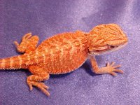 new baby red 1.jpg