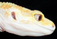 Goldieeye1 (Small).jpg