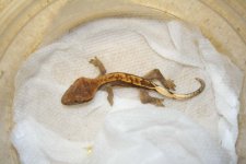IMG_0002.JPG