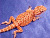baby sunburst red.jpg