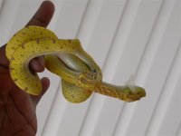 d.o.a 011 (small).jpg