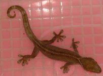 gecko-vittatus.jpg