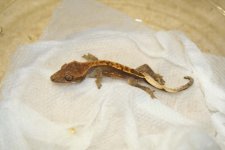 IMG_0003.JPG