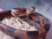 keeper male #2.JPG