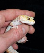 Goldieeye (Small).jpg
