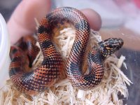 female high red 04.JPG