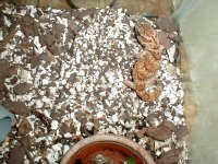 unknown gecko.jpg