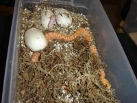 05' Gopher hatching.jpg