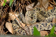 rattler_0010.jpg