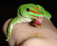 daygecko.jpg