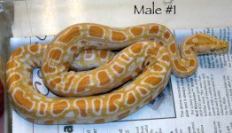 Male1.jpg