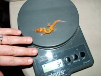geckoscale1.jpg
