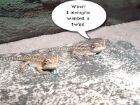 twins.jpg