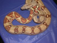 19-15-dhghost 031.jpg