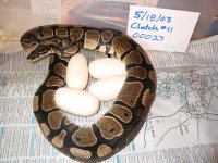 00027 on eggs a web.jpg