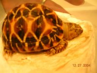 dead tortoise.jpg