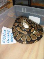 00064 on eggs a web.jpg