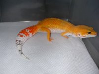 Albino Het 001.jpg