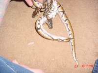 caro100%pieds.jpg