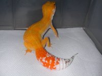 Albino Het 003.jpg