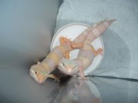 2albinos.jpg