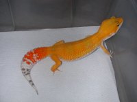 Albino Het 004.jpg