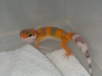 Albino Het.jpg