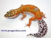 gecko.jpg