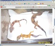 gecko4-8-04(1).jpg