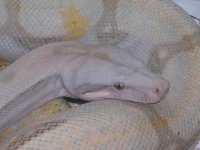 boas-show&A5 012.jpg