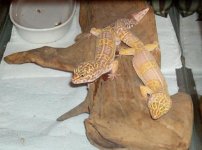 andy and gordon 1.jpg