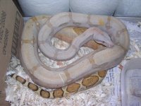 boas-show&A5 017.jpg