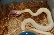 a albino garter 006 (700 x 465).jpg