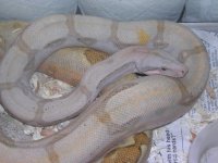 boas-show&A5 013.jpg