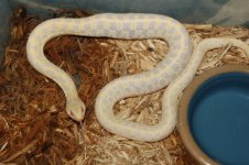 a albino garter 013 (700 x 465).jpg