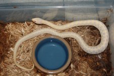 a albino garter 016 (700 x 465).jpg
