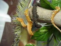 snakedrinking.jpg