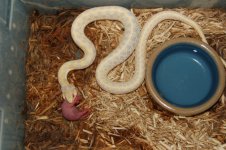 a albino garter 004 (700 x 465).jpg