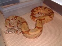 poss super 01 female.jpg