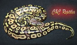 c&c jungle pastel.jpg