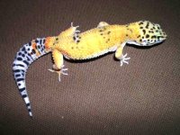 crested geckos 010.jpg