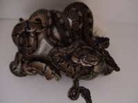 10lotfemales(dembinski).jpg