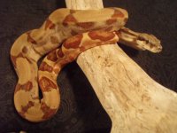 albino and hypo 008.jpg