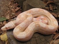 hypo 001.jpg