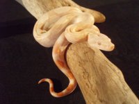 albino and hypo 002.jpg
