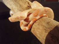 albino and hypo 006.jpg
