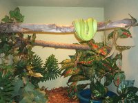 new green tree setup.jpg