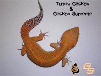 tggs.jpg