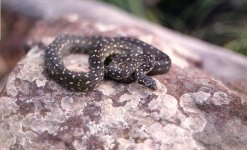 diamond python- juvenile.jpg